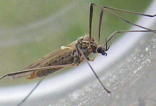 Réf. 181 597 : Erioconopa trivialis
